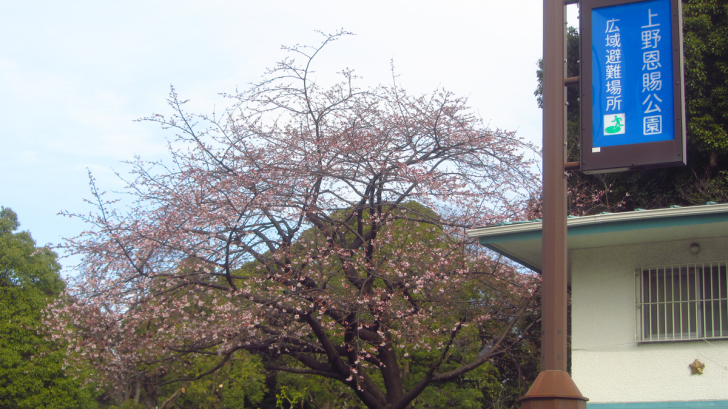 時間を掛けて春になる､上野の桜。