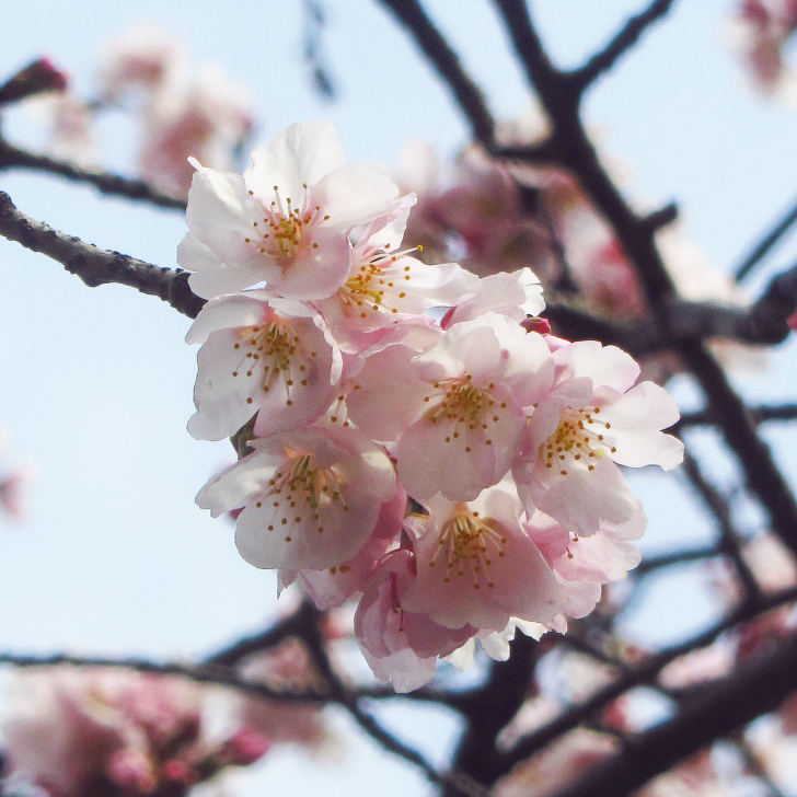 私にとって時間を掛けるべき存在､桜。