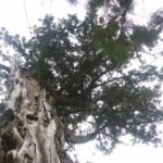 推定樹齢1300年､佐久の大杉